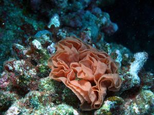aquarium-rose.jpg