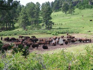 BISONS point d'eau
