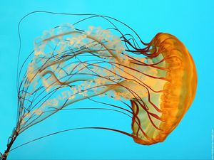 meduse