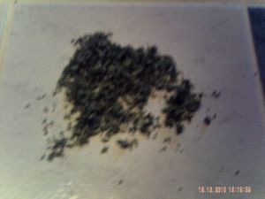 PICT0023.JPG