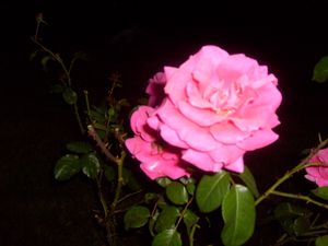 006-copie-4.jpg