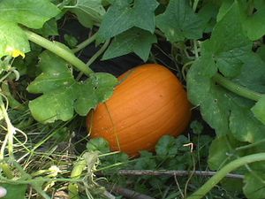 DSC04228.JPG