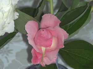 DSC03750.JPG