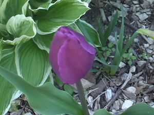 DSC05514.JPG
