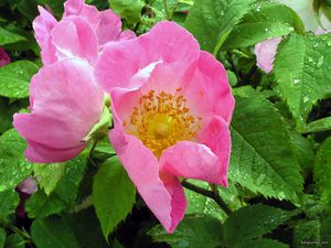 rosa-gallica.jpg