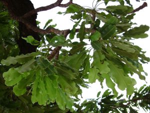 Vitellaria paradoxa feuilles