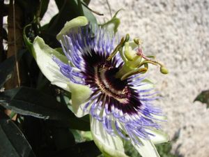 passiflore 26-04-2011