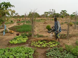 2009-01-18---38---Mali.JPG