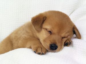 chien.jpg