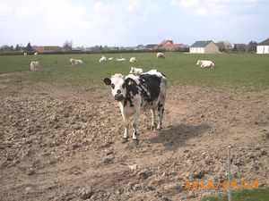 La Normande