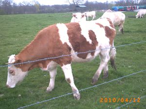 La-Vache.JPG