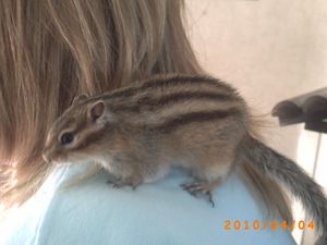 petit-ecureuil.JPG