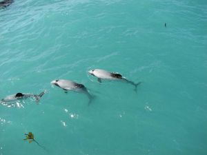 dauphins.JPG