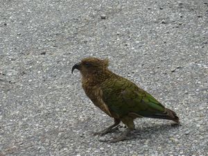 kea.JPG