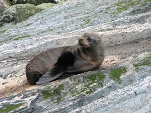 seal.JPG