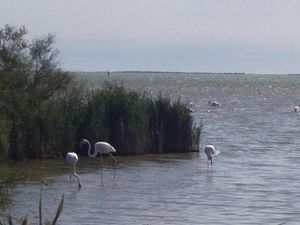 Parc-naturel-regional-de-Camargue.jpg