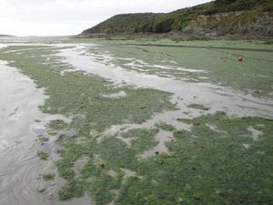 Saint-Michel-en-Grève, les algues vertes