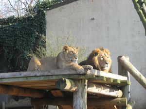 londres zoo (5)