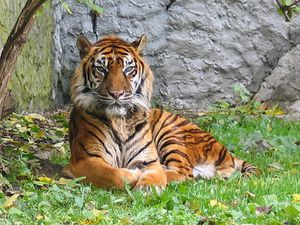 tigre sumatra