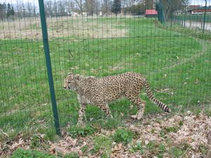 parc felins guepards5