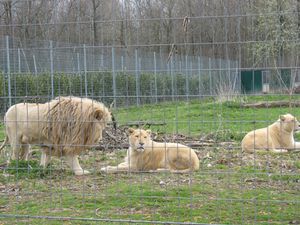 parc felins lions blancs3
