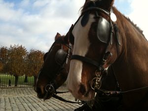 photo-5--copie-4.jpg