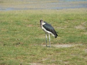 jour-2-parc-Ambosseli-apres-midi-043.jpg