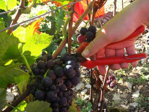 vendanges 2010 024