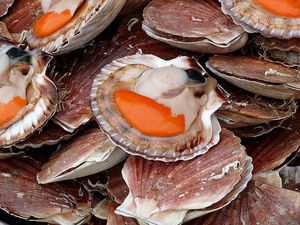 coquille-st-jacques.jpg