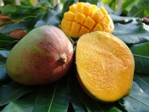 mangue.jpg