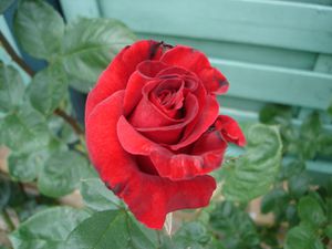 roses-rouge.JPG