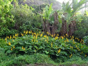 Marquises-Hiva-Oa-29-fleurs-jaunes.jpg