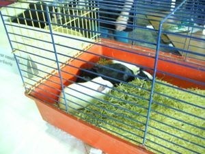 Roue des m�tiers 2011 43