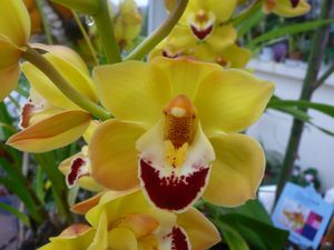 orchidées en décembre 2009 040