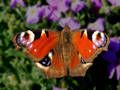 Papillon-3.jpg