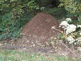 fourmiliere dans un bois