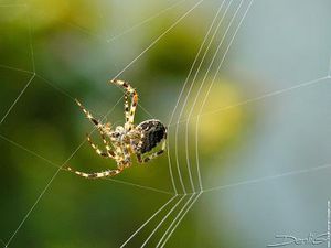 toile tissage araignée
