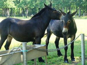 rencontre poitevines