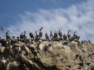 paracas cormorans petrels fous blancs