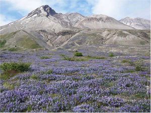 purple-lupine-100518-02---R.del-Moral-Univ.Washington.jpg