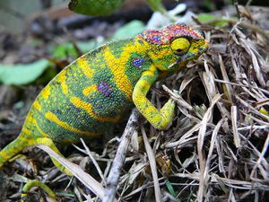 -Furcifer_Minor---M.Conjeaud.JPG
