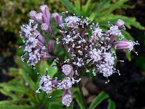 syneilesis aconitifolia 15 07 09