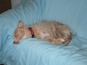 Milo-4.jpg