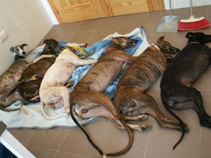 Mo-s Galgos3