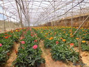 04-Horticulture et maraichage à Dalat, Vietnam 2014 012