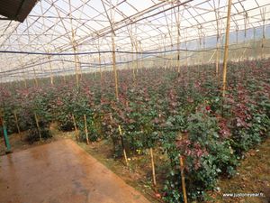 6-Horticulture et maraichage à Dalat, Vietnam 2014 006
