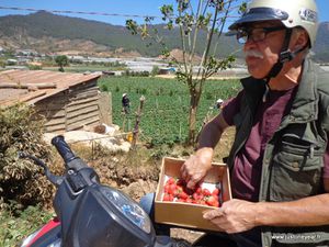 7-Horticulture et maraichage à Dalat, Vietnam 2014 007