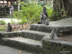 Singe à Monkey Forest,Ubud,Bali,Mars 2013 (6)