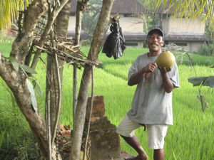 Bali, rizières,Ubud, Indonésie 031 (18)