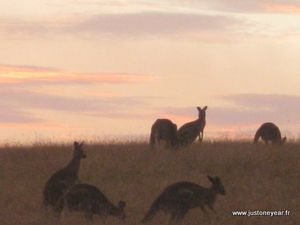 Kangourou Victoria Australie 002